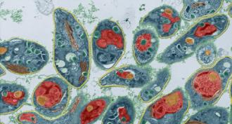 Вирусы ‒ внутриклеточные паразиты